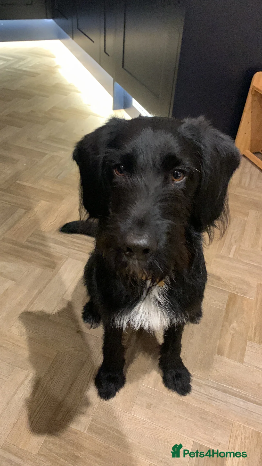 Labradoodle dogs for stud: F1b Miniature Labradoodle (Fully Health Tested) - Advert 20