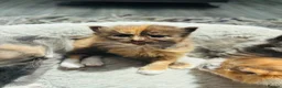 British Longhair cats for sale: Lovely British longhair kittens  - Advert 5