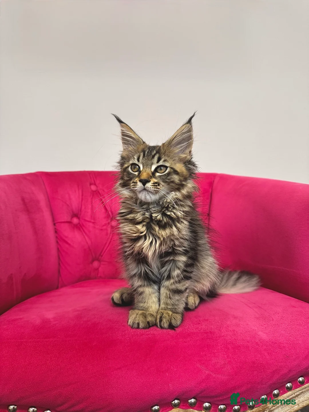 Maine Coon cats for sale: MaineCoon Kittens 🏆20+Gen🧬 Outstadning Pedigree - Advert 13