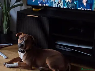 Staffordshire Bull Terrier dogs Staffordshire bull terrier - Advert 7