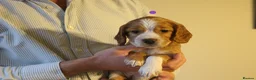 Cocker Spaniel dogs for sale: KC registered Working Cocker bitch pups - Advert 6