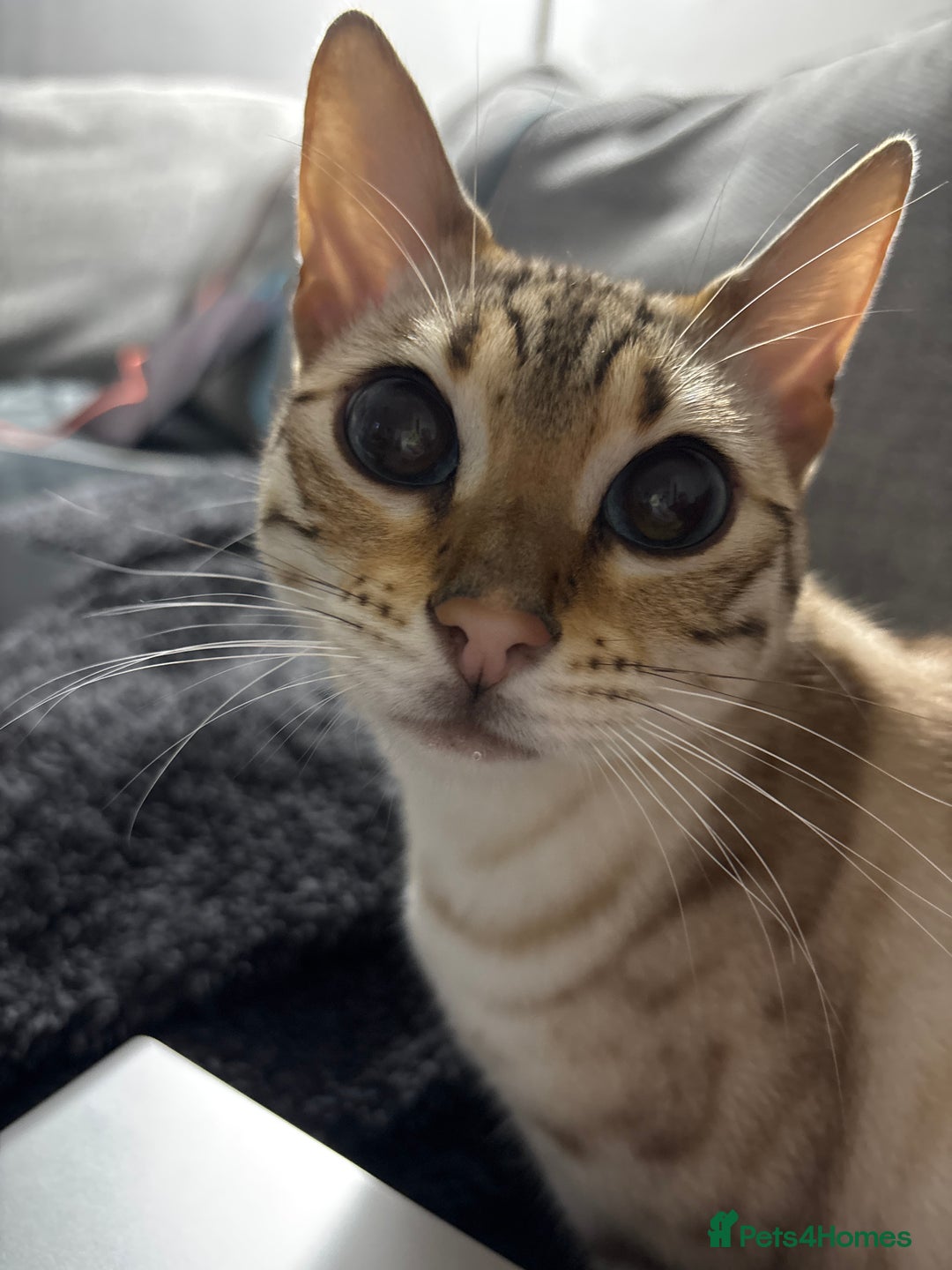 Bengal cats for sale: 15 Month Old Bengal Girl - Advert 1