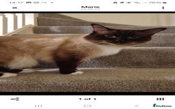 Ragdoll cats for sale: Ragdoll - Image 4