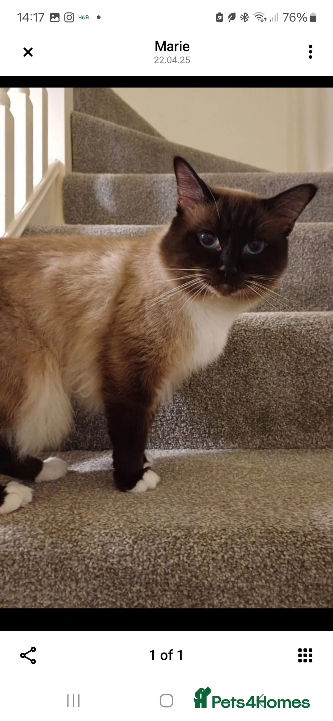 Ragdoll cats for sale: Ragdoll - Image 4