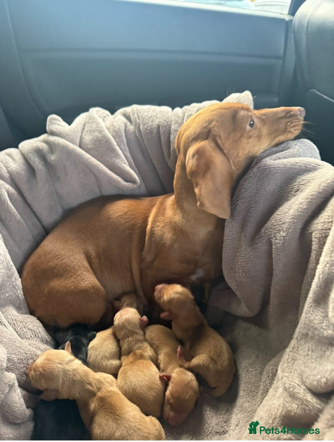 Dachshund dogs for sale: Beautiful Dachshund puppies - Advert 1
