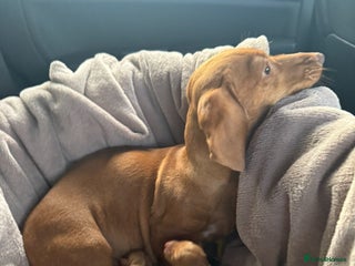 Dachshund dogs Beautiful Dachshund puppies - Advert 18