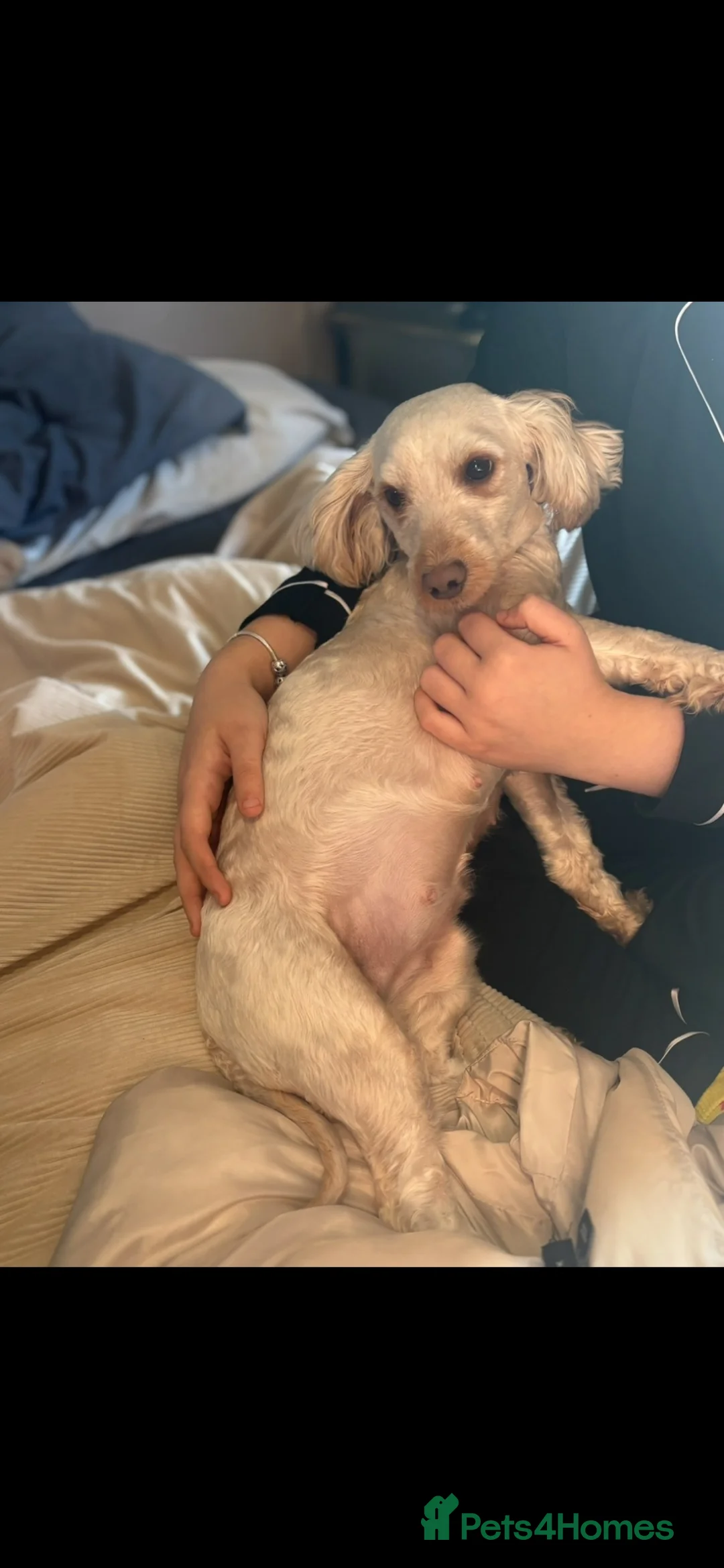 Cavapoo dogs for sale: F1b cavapoo in Maidstone - Advert 1