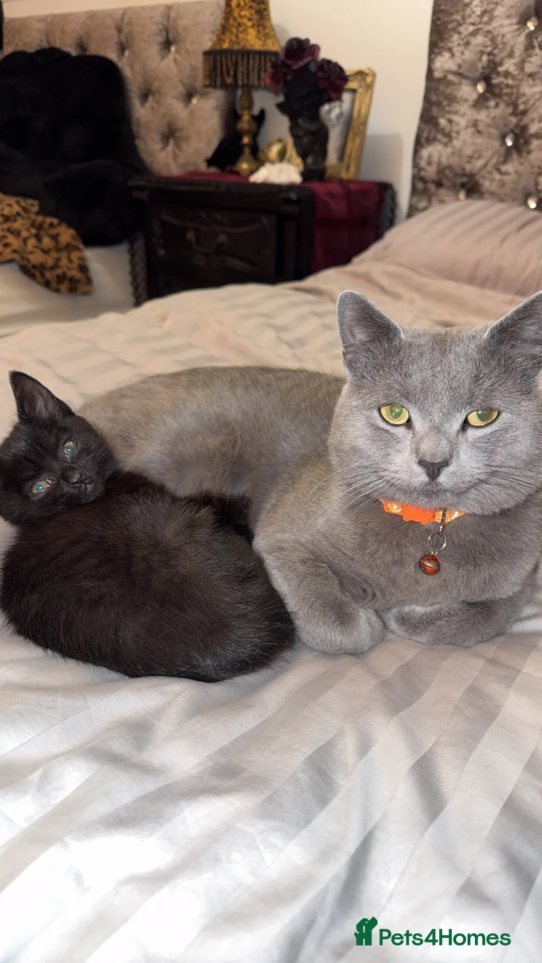 Russian Blue cats for stud: Russian blue  in Greenford - Advert 8