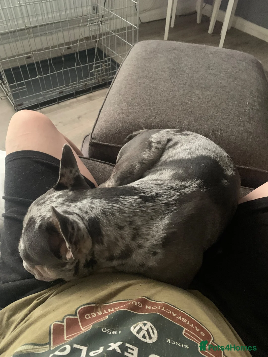 French Bulldog dogs for stud: Lilac Merle lean French Bulldog  - Advert 1
