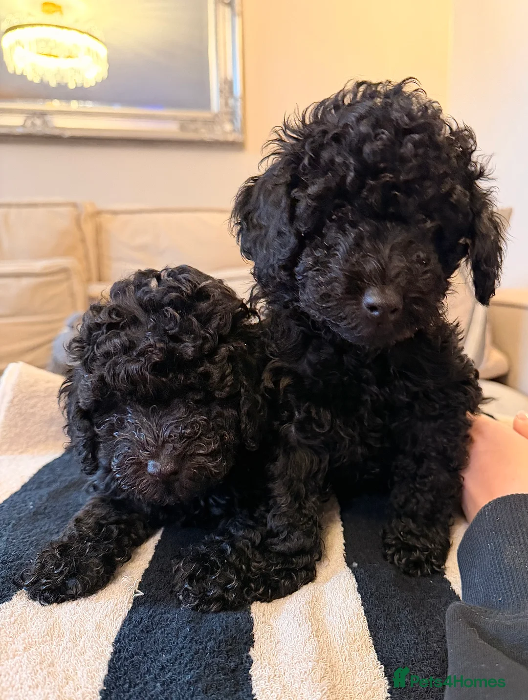 Toy Poodle dogs for sale: Toy Poodle Puppies - READY TO LEAVE - Advert 2