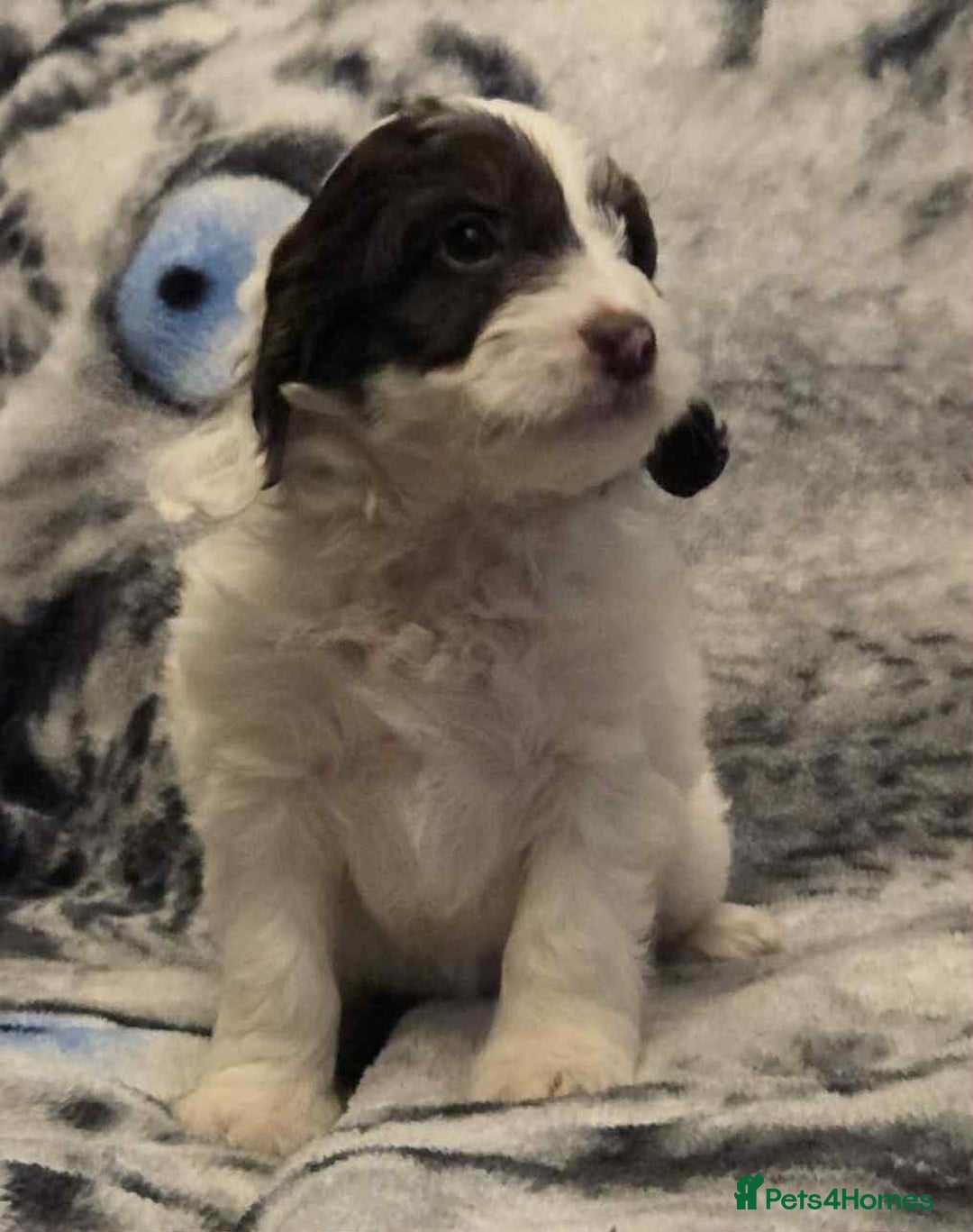 Cockapoo dogs for sale: F1 Merle cockerpoo  - Advert 14