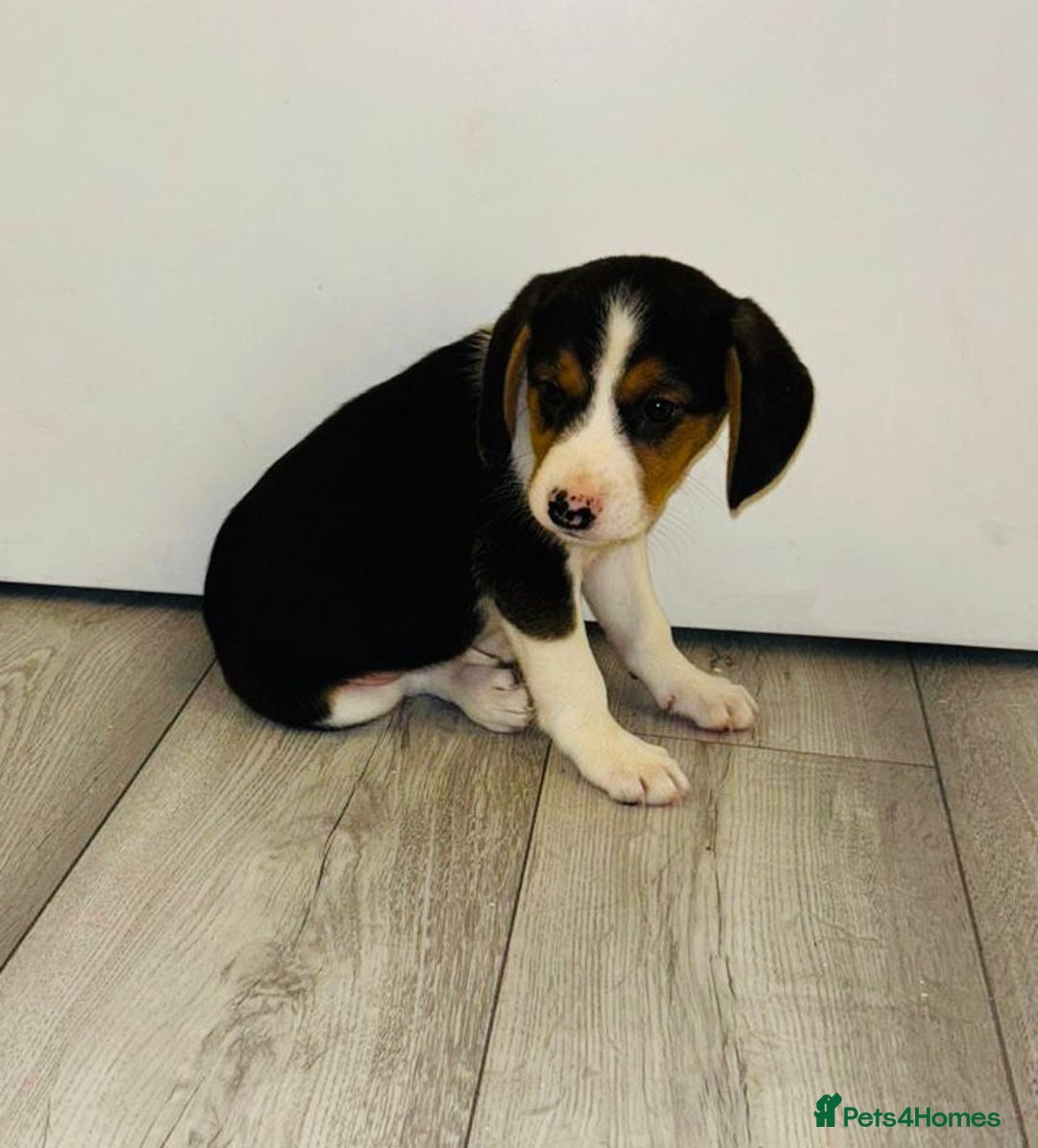 Beagle dogs for sale: Beagle Puppies - Advert 9