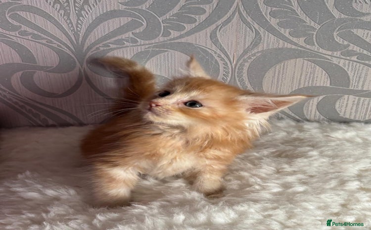 Maine Coon cats - Advert 9
