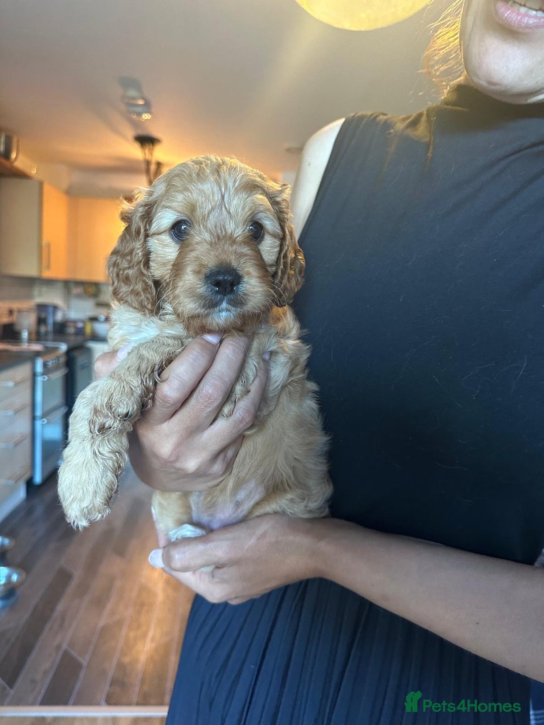Cavapoo dogs for sale: King Charles Cavalier x Cavapoo - Image 25
