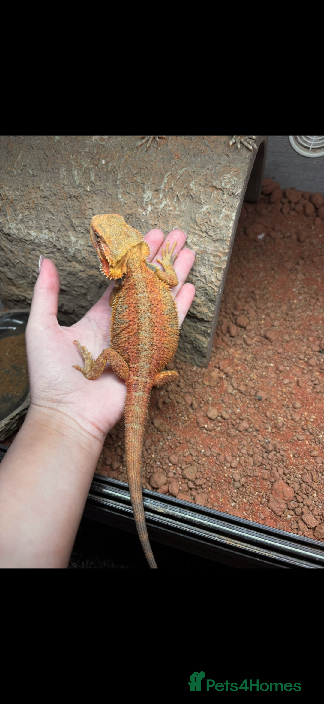 Bearded Dragon reptiles for sale: Bearded dragon  - Advert 4