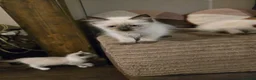 Ragdoll cats for sale: Ragdoll kittens from gçcf registered parents - Advert 7
