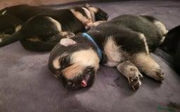 German Shepherd dogs for sale: 2 girls 4 boys  german shepherd puppies - Image 3
