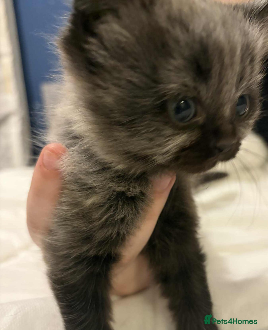 Maine Coon cats for sale: Main Coon x Rag Doll - Advert 5