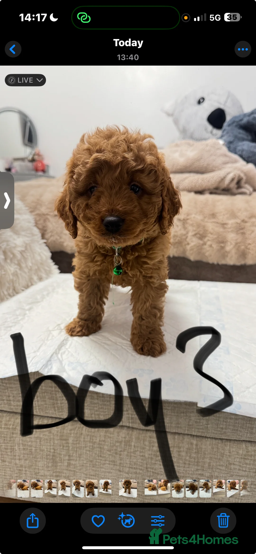 Cockapoo dogs for sale: cockapoo x miniature poodle  ready to leave - Advert 4