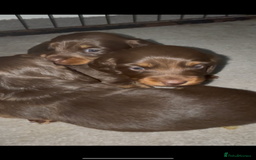 Miniature Dachshund dogs for sale: Long haired Miniature Dachshund - Image 4