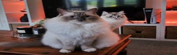 Ragdoll cats for sale: Gorgeous Ragdoll bonded Brothers - Advert 4