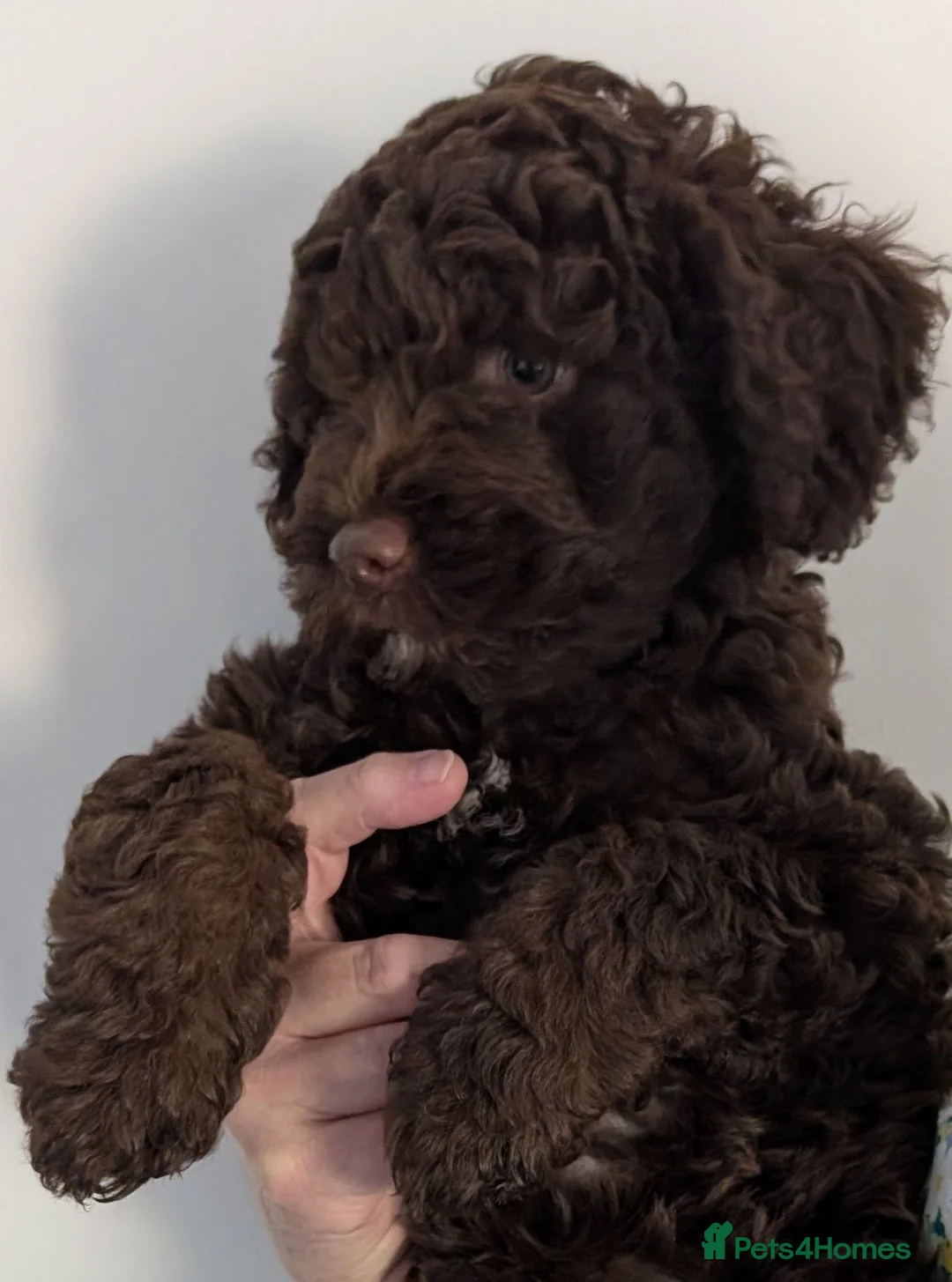 Spanish Water Dog dogs for sale: One remaining boy - Advert 3