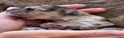 Mixed Breed dogs for sale: Unique Poo-Shi puppies - Advert 10