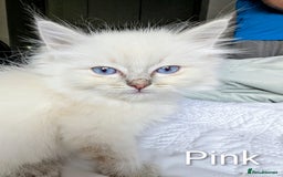 Ragdoll cats for sale: Stunning fluffy show quality ragdolls  - Image 9
