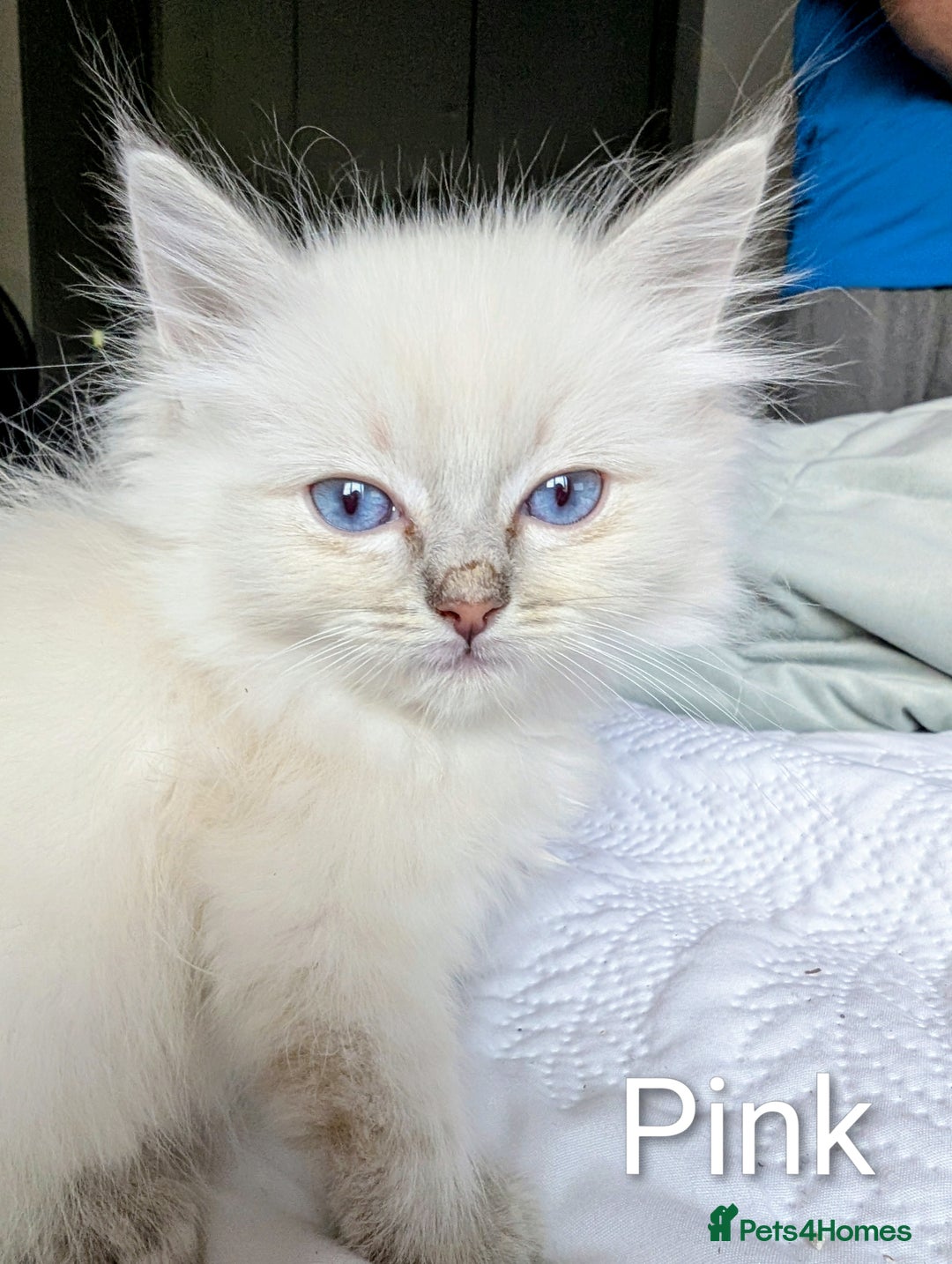 Ragdoll cats for sale: Stunning fluffy show quality ragdolls  - Image 9