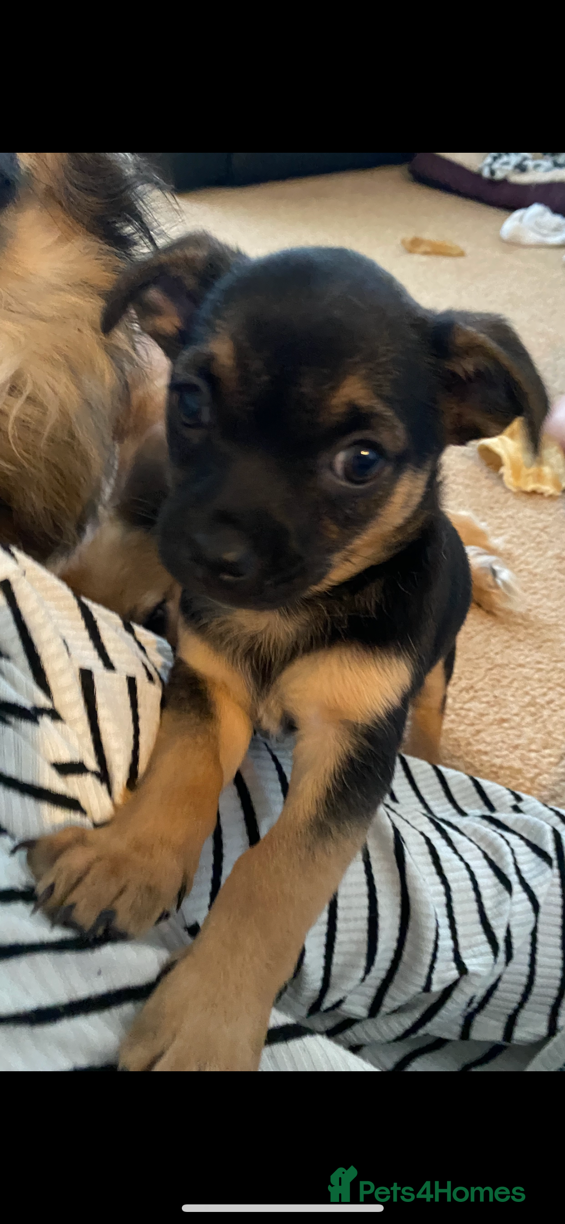 Chihuahua dogs Beautiful chihuahua pups - Advert 1