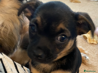 Chihuahua dogs Beautiful chihuahua pups - Advert 5