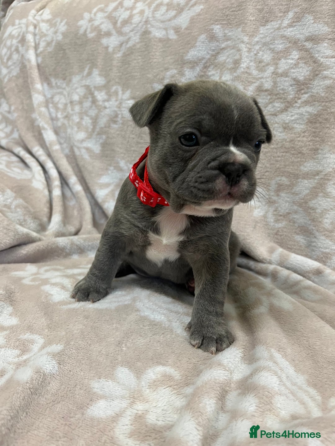 French Bulldog dogs for sale: Lovely Frenchies  - Advert 17