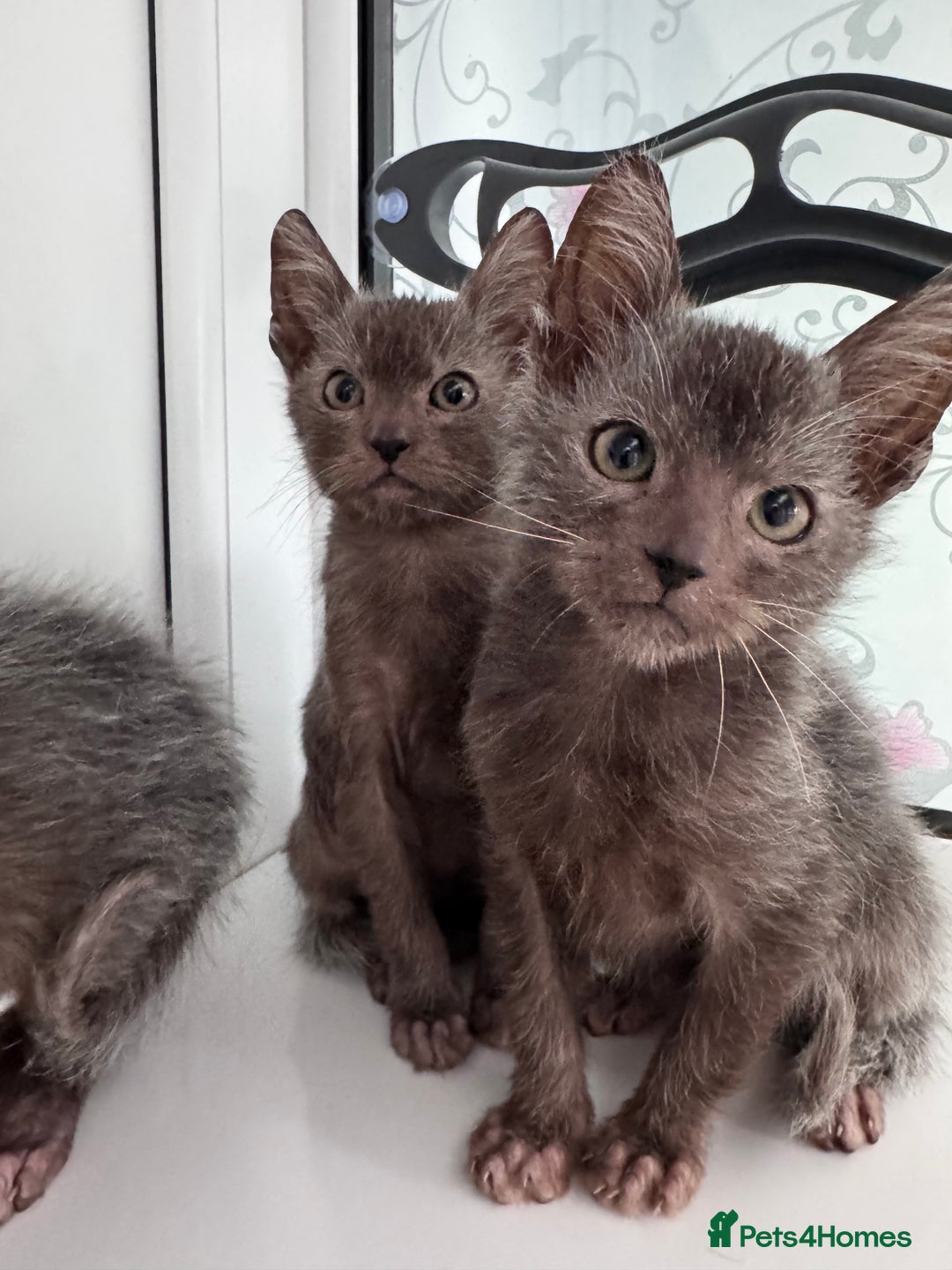 Lykoi cats for sale: Adorable Lykoi Kittens  - Advert 1