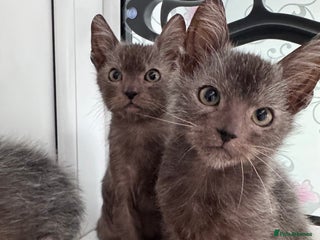 Lykoi cats Adorable Lykoi Kittens - Advert 1