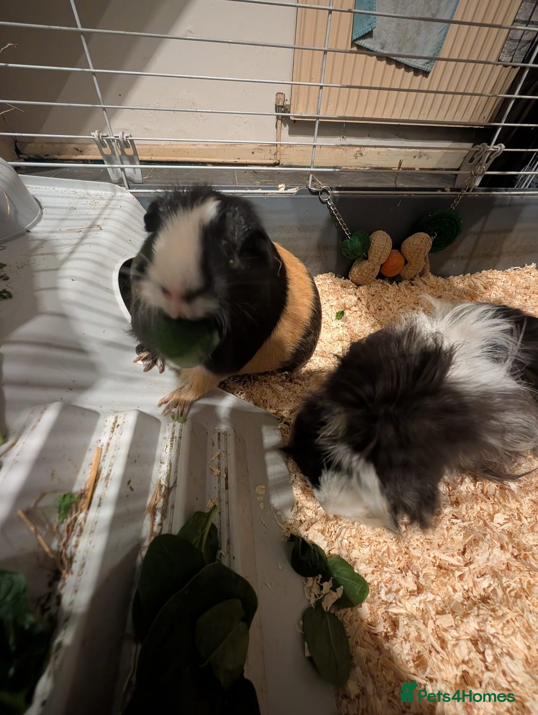 Guinea Pig rodents for sale: Two male guinea pigs and set up for sale  - Advert 3