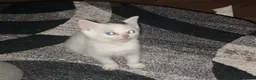 Siamese cats for sale: 5 beautiful kittens  - Advert 3