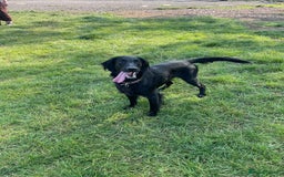 Flat coated Retriever dogs for sale: Flat coat Retriever Puppies for sale - Image 18