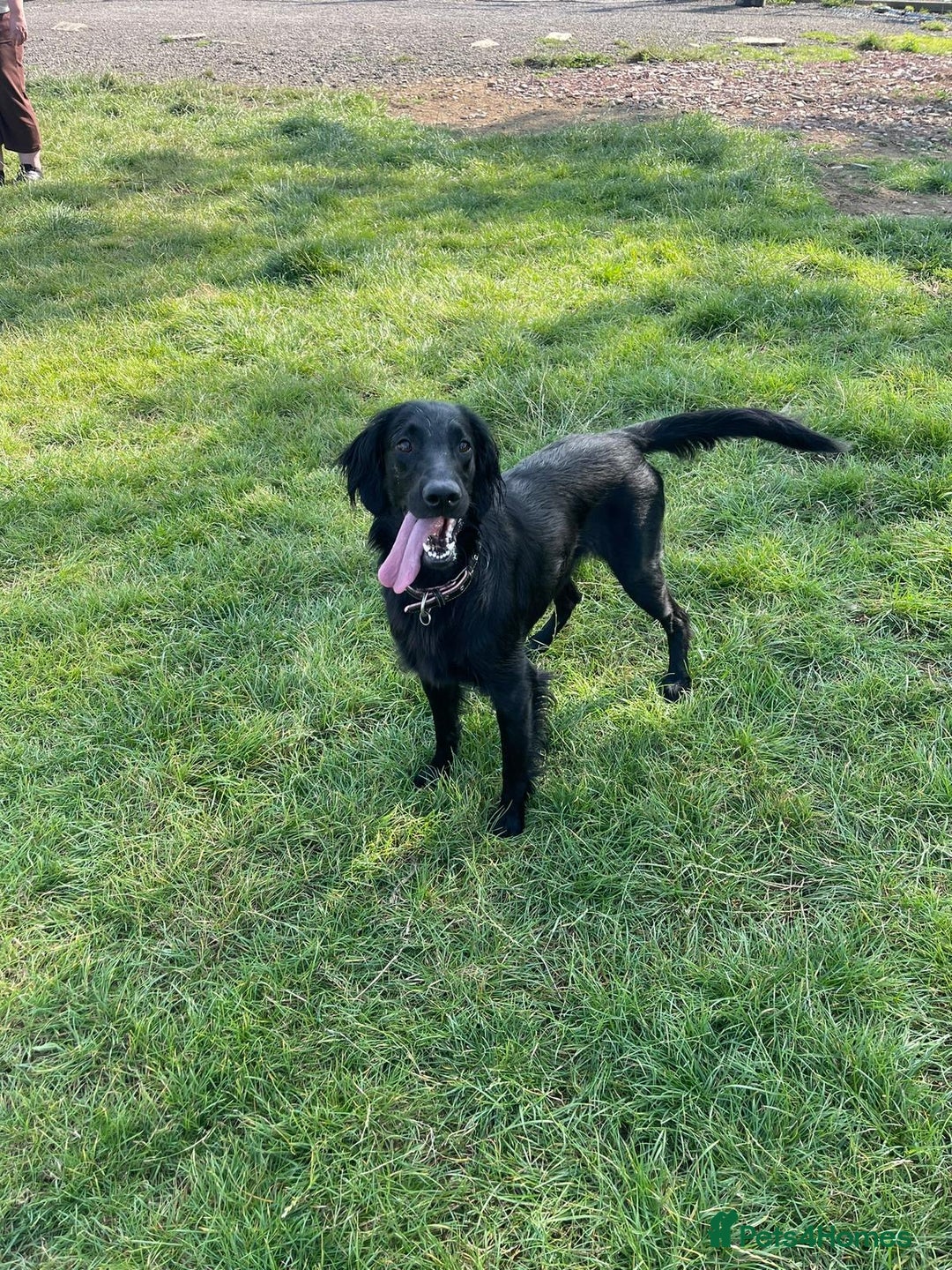 Flat coated Retriever dogs for sale: Flat coat Retriever Puppies for sale - Image 18