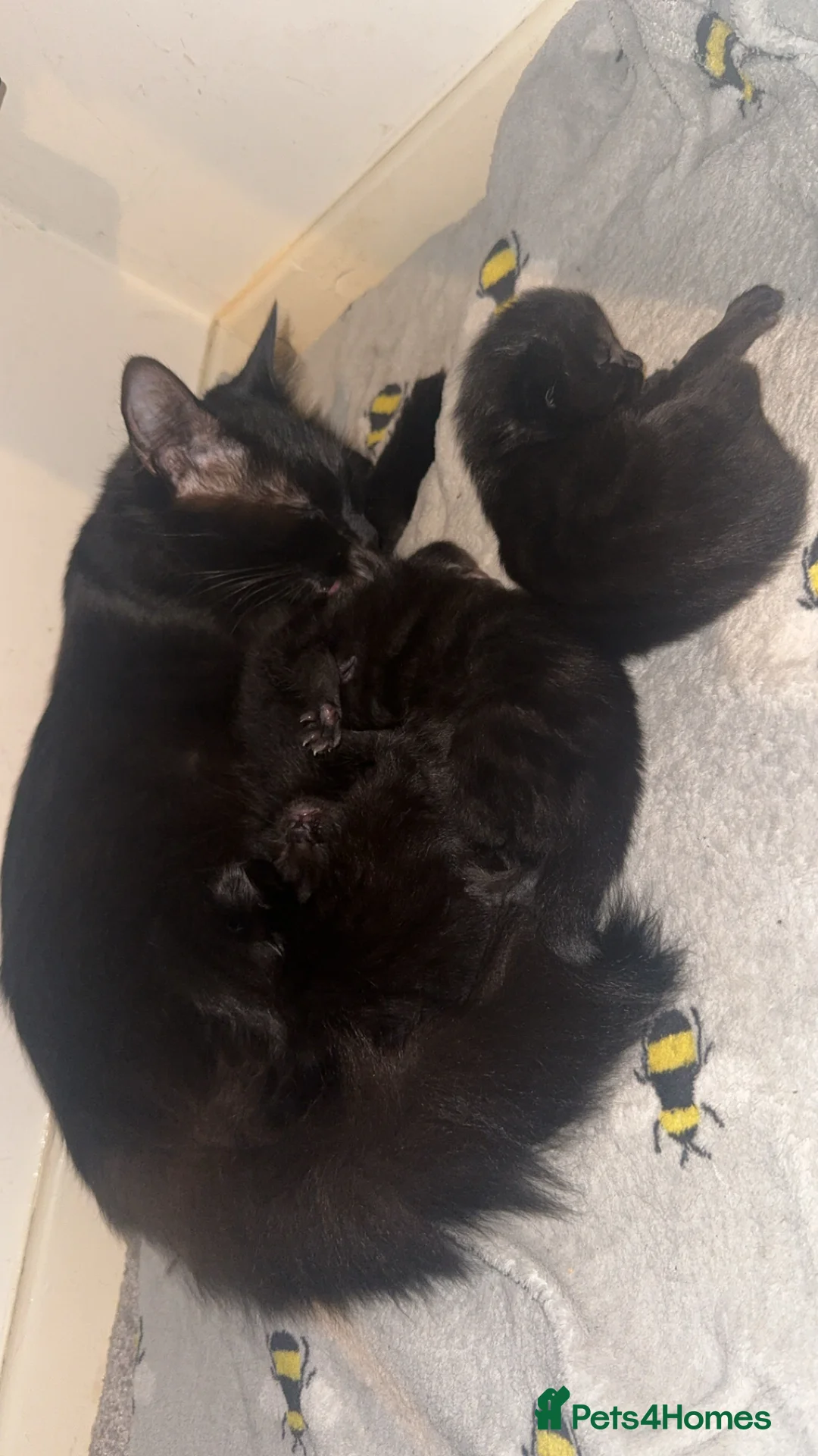 Mixed Breed cats for sale: 3 kittens seeking home - Advert 3