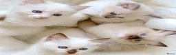Ragdoll cats for sale: INDOOR PEDIGREE RAGDOLL KITTENS - Advert 8