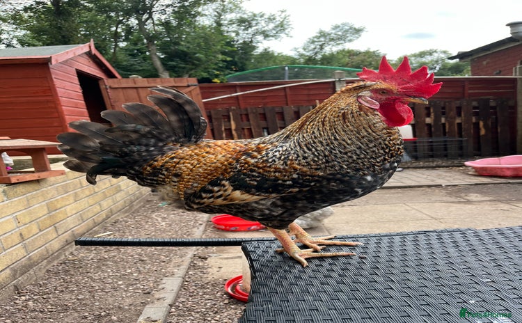 Chickens poultry - Advert 1