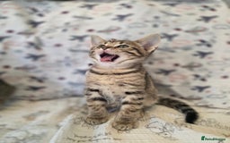 Maine Coon cats for sale: Maine coon x kittens - Image 6