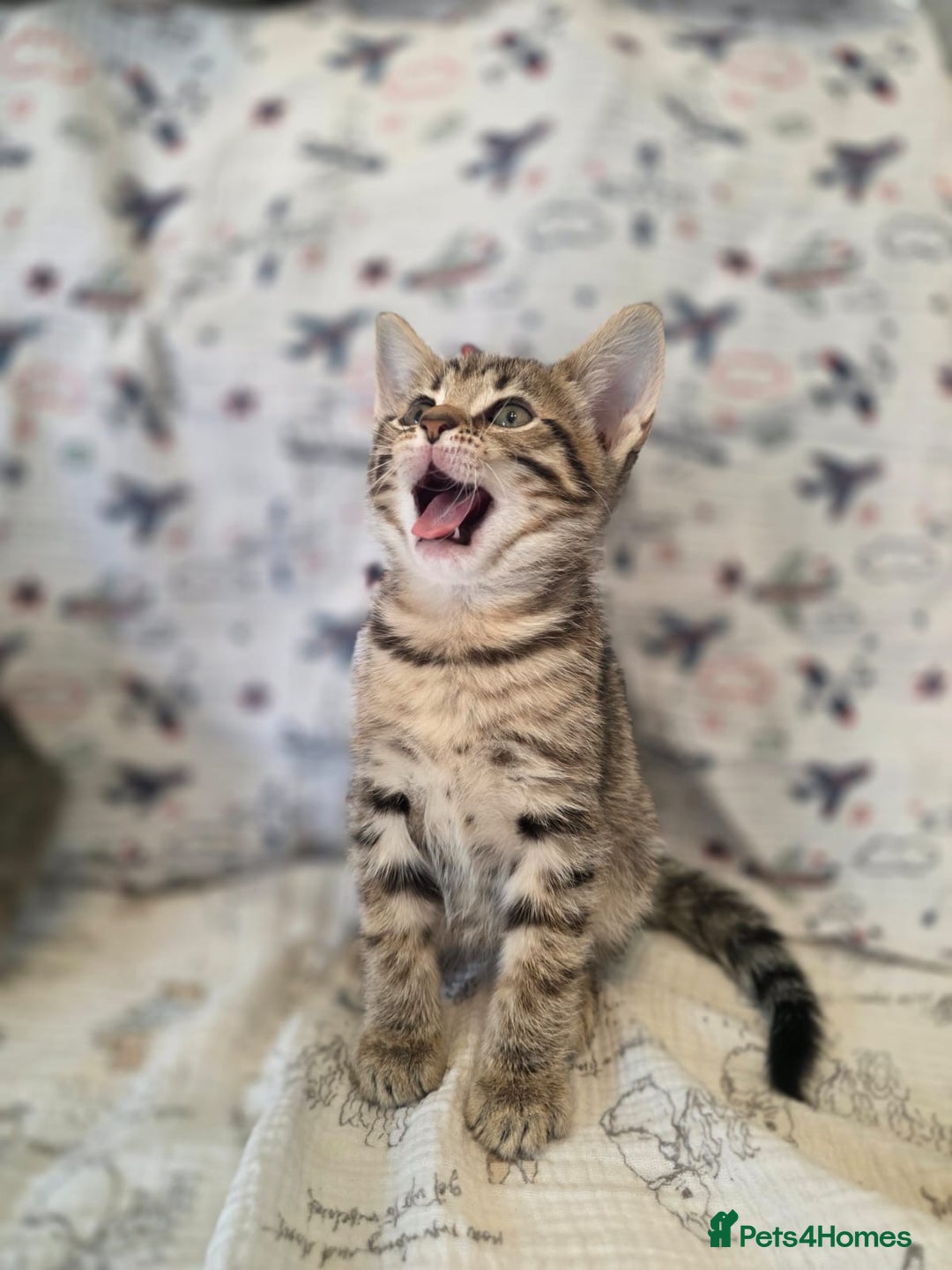 Maine Coon cats for sale: Maine coon x kittens - Image 6
