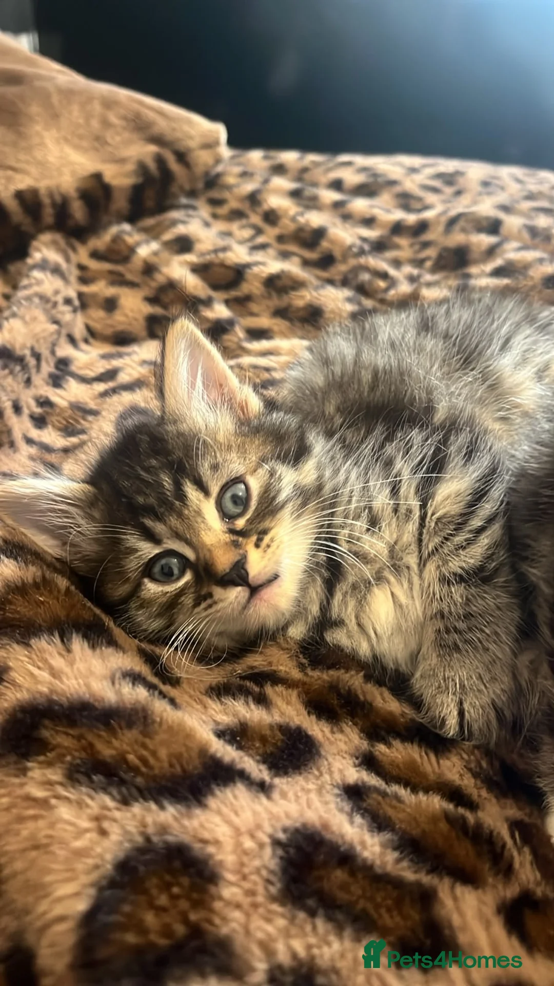 Domestic Shorthair cats for sale: 1 beautiful female kitten in Coventry - Advert 2