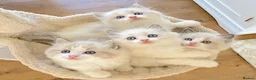 Ragdoll cats for sale: READY NOW *** INDOOR FULL PEDIGREE RAGDOLL KITTENS - Advert 11