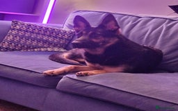 German Shepherd dogs for sale: German Shepherd Puppies - Image 4