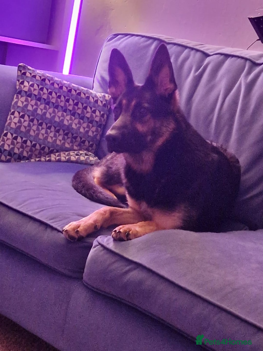 German Shepherd dogs for sale: German Shepherd Puppies - Image 4