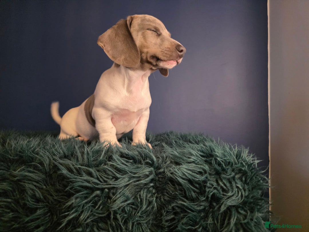 Dachshund dogs for sale: KC Registered Shorthaired dachshunds  - Advert 31