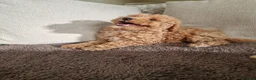 Schnoodle dogs for sale: Schooled boys💙 - Advert 13