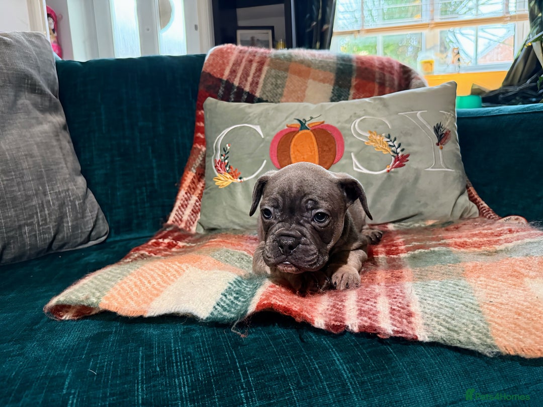 French Bulldog dogs for sale: French bulldog puppies  - Image 9